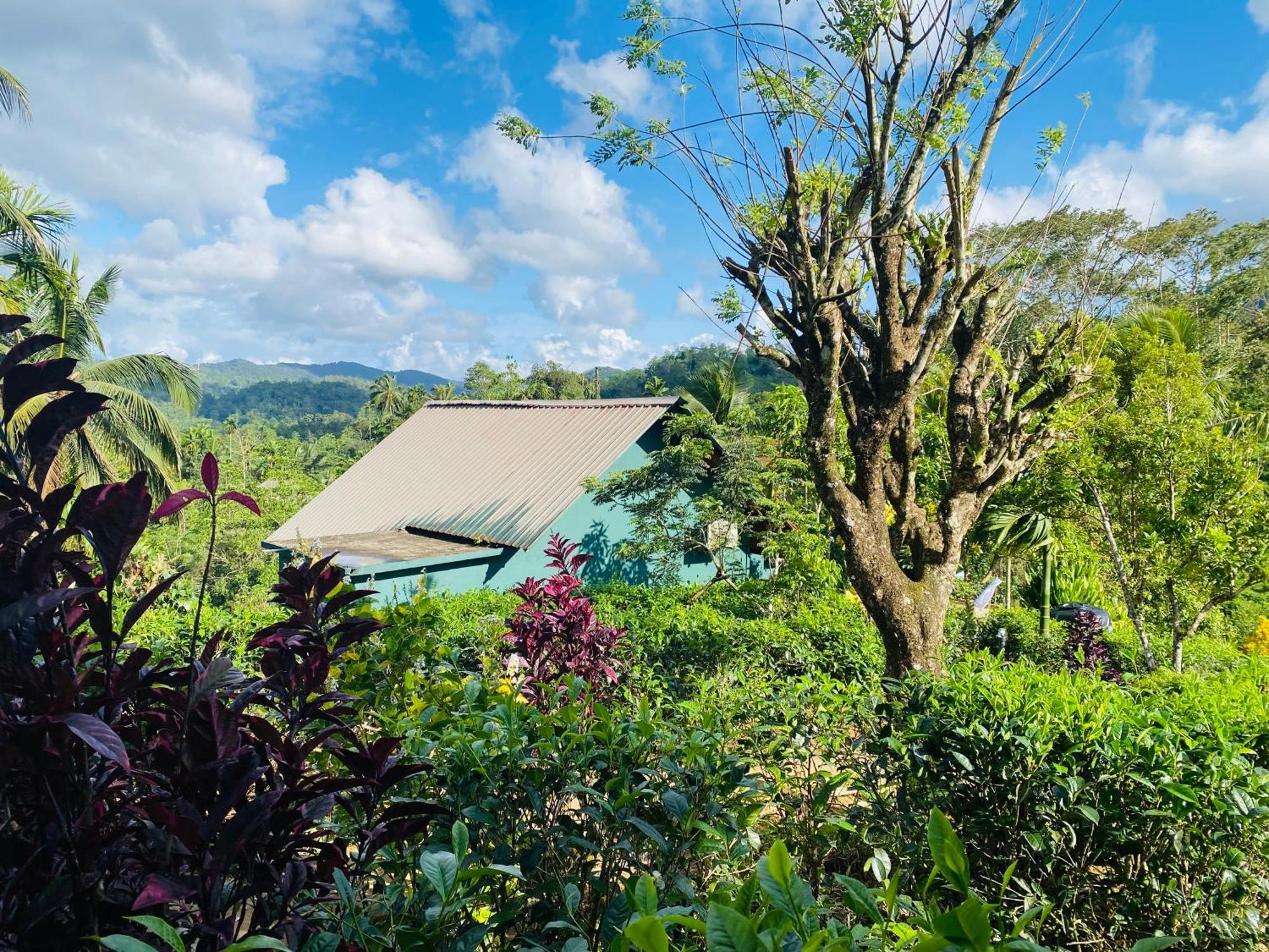 Rainforest Mount Lodge Deniyaya Luaran gambar